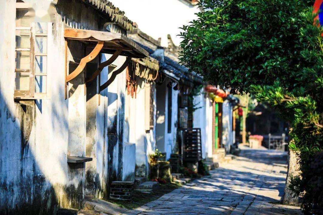 可爱的小考拉